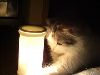 ねこ 秋の夜長に物思いにふける カステラな暮らし ゆるふわっ花観察記 ねこ 秋の夜長に物思いにふける カステラな暮らし ゆるふわっ花観察記