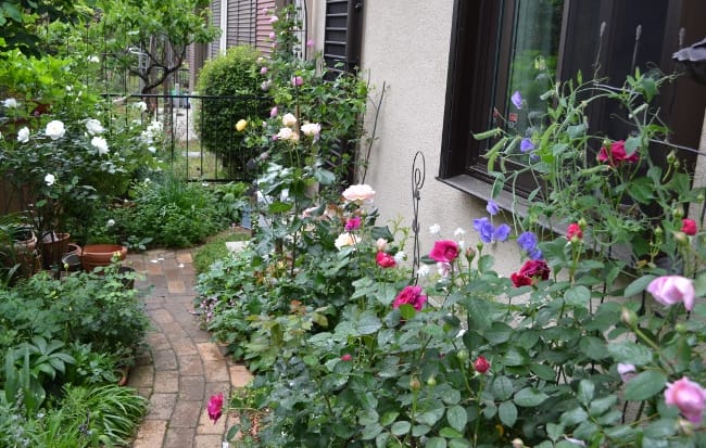 バラ ウィリアム シェイクスピア00 ヨハン シュトラウスの咲く窓下花壇 Haruの庭の花日記 Haru S Garden Diary