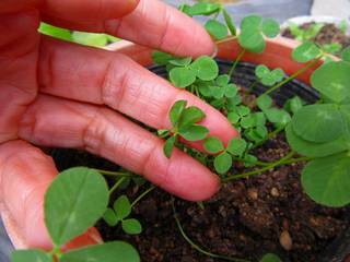種まきから45日め きっと見つかる四つ葉のクローバー 有機肥料販売 開発 ｌ ｂエンヂニアリング 株