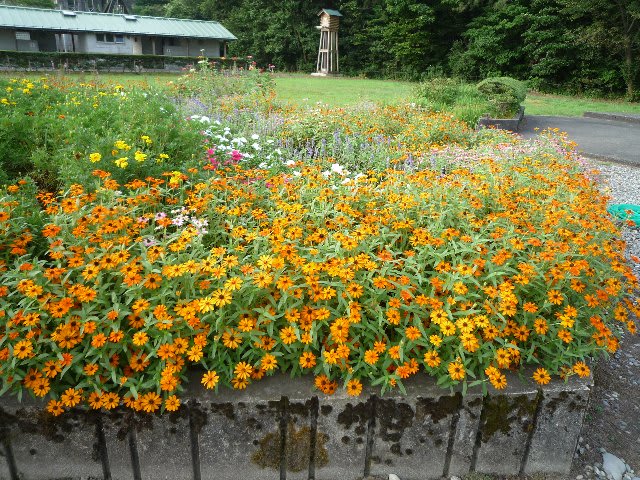 園家山野外ステージ花壇は 今年もジニア プロフュージョンなどで見事なものとなっていた 今日の一枚