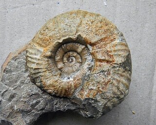 北海道のアンモナイト キャナドセラスの一種 - バレミアン期の化石