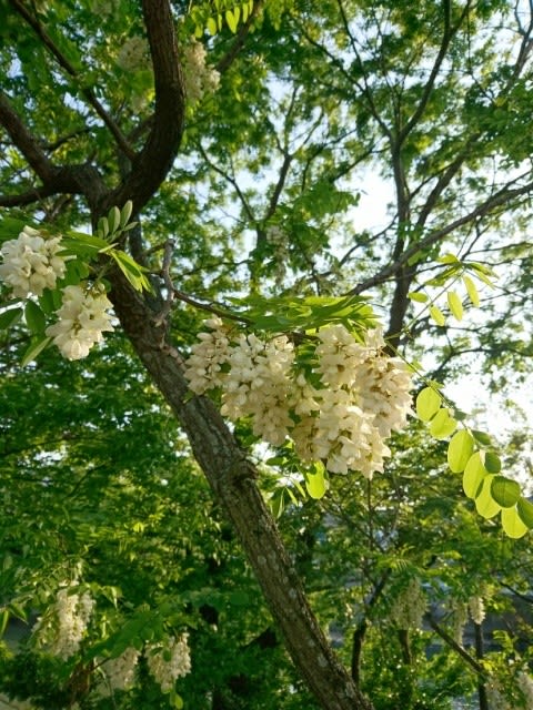 香りの良い花 ポキポキの木にカイロの花