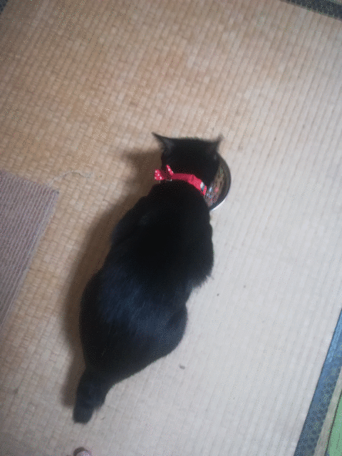 連休終わったので猫と犬とスプラッター おでぶな あらため太めのコーギーと迷い子猫と都会に帰りたいおじさんの切実なつぶやき 連休終わったので猫と犬とスプラッター おでぶな あらため太めのコーギーと迷い子猫と都会に帰りたいおじさんの切実なつぶやき