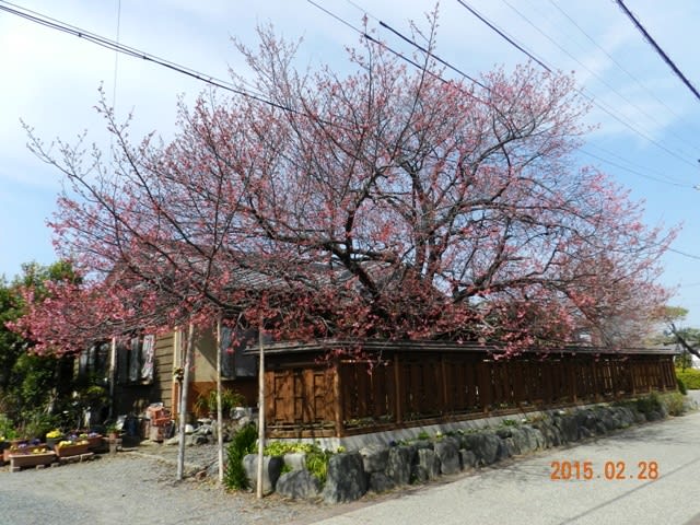 無我苑横の寒緋桜の画像