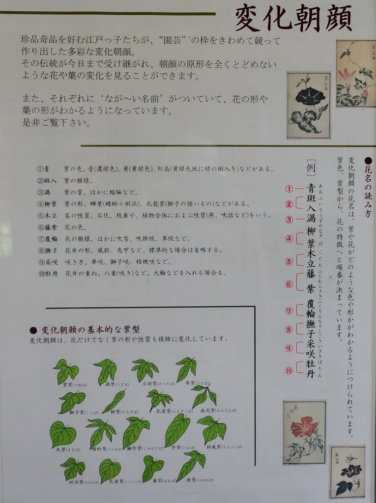 堺 大仙公園 日本庭園 大輪あさがお展 18 民家 旅 花とイベント のブログ