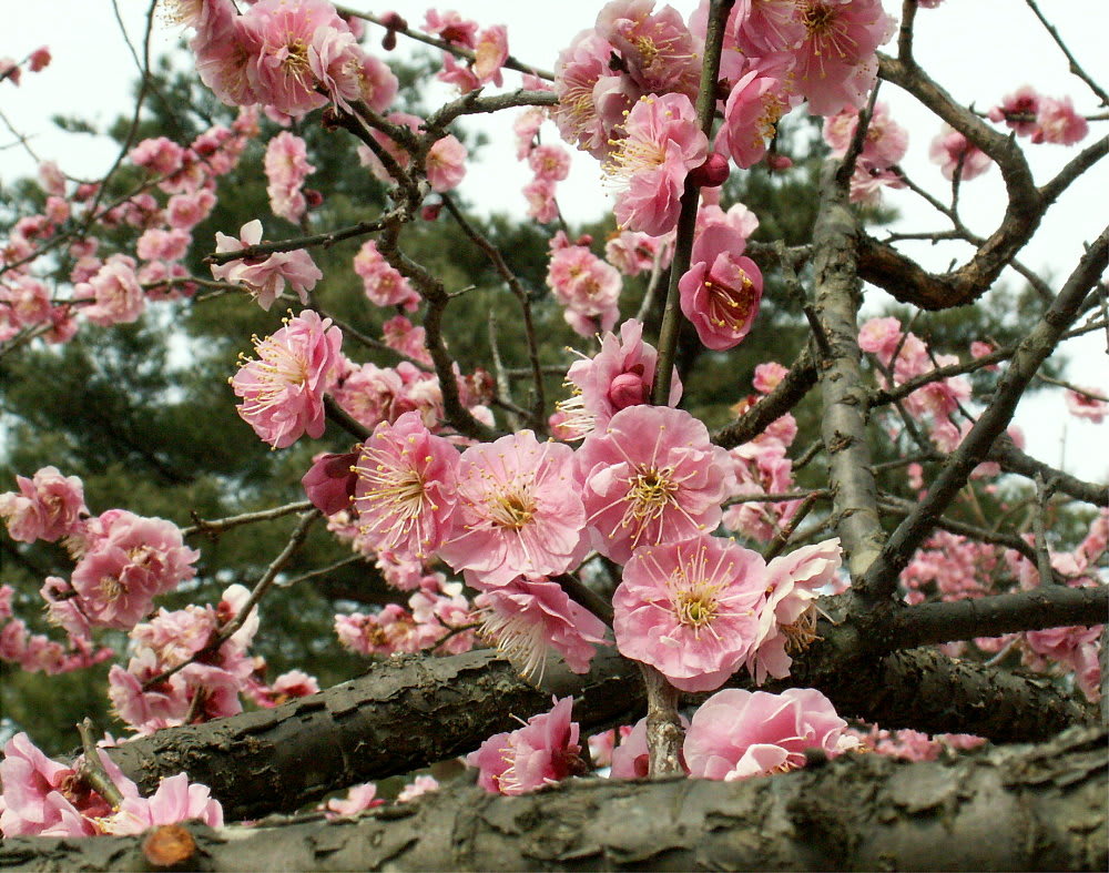 ピンクの八重 難波紅 花の公園 俳句 ｉｎｇ