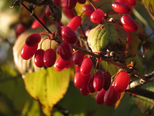 ここでも赤い実 宇治市植物公園の11月 4 なつみかんの木々を見上げて