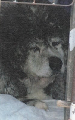 気配りの秋田犬 黒虎毛秋田犬 小雪の毎日