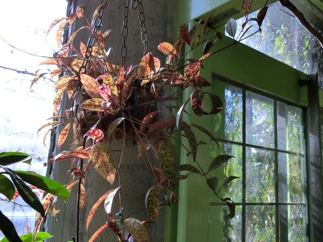 エスキナンサス・ロンギカウリス Aeschynanthus longicaulis - 今は７３歳