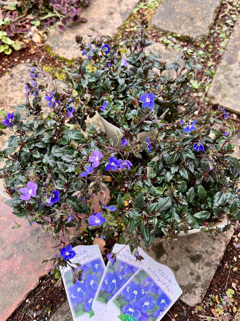 青い花が咲くグランドカバー＊ベロニカオックスフォードブルー＊の地植え／マイナンバーカードポイント申請 - 雑木と宿根草とクレマチスの小さな庭づくり