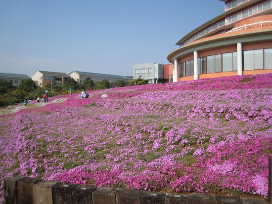 「IPC生産性国際交流センター」前の芝桜