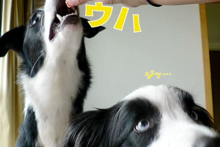 bordercollie_ボーダーコリー