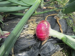 紫玉ねぎは収穫間近 大好き 野菜の時間