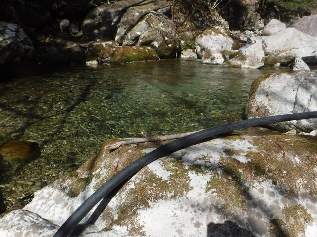 長良川支流k川フライフィッシング 動植物 山菜 食べ物 釣り 長良川支流k川フライフィッシング 動植物 山菜 食べ物 釣り
