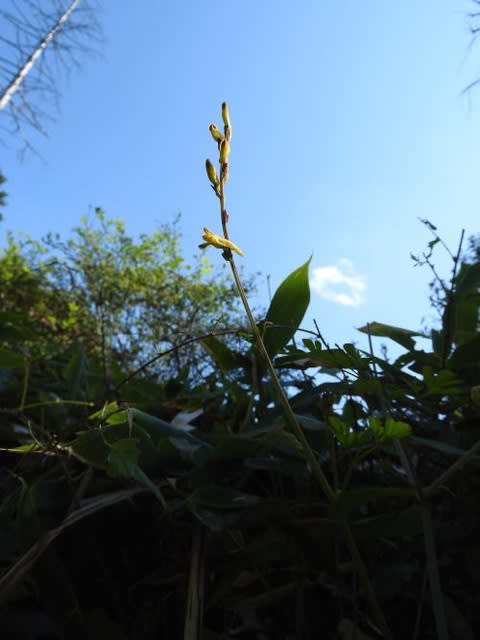 高ボッチ高原・鉢伏山で最近咲いている花　ナガミノツルケマン（長実の蔓華曼）