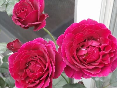 深見東州 てんとう虫は紅薔薇が好き | signalstationpizza.com
