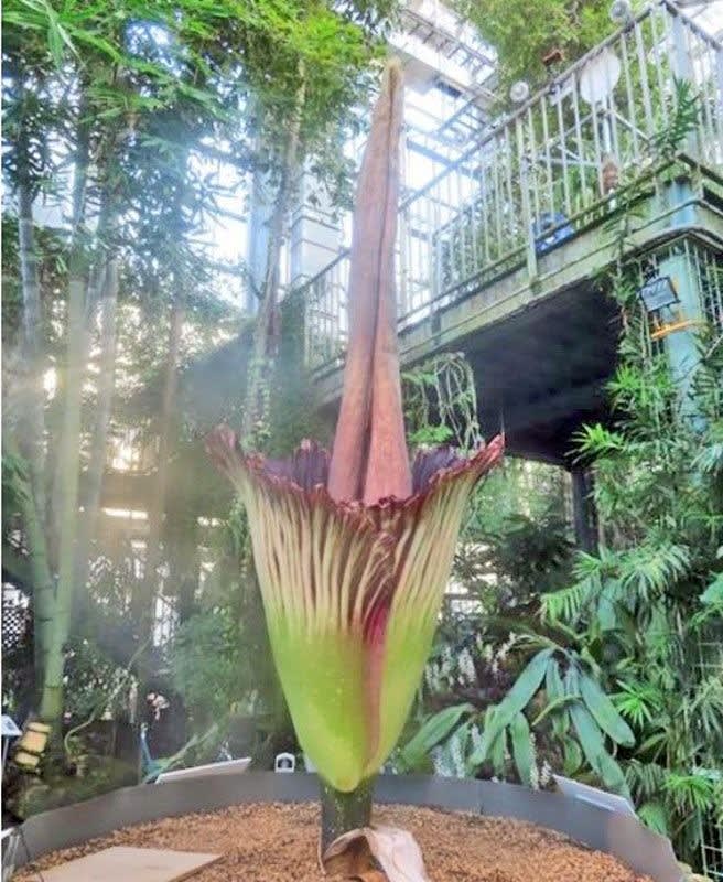 筑波植物園に世界で最も大きな花が咲いたと云うので見に行ってきました 写真で綴るすぎさんのブログ 我孫子発信