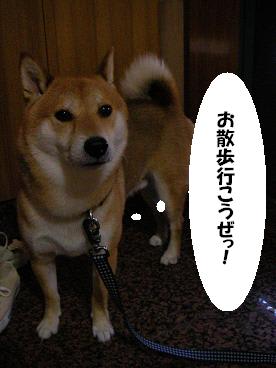 5年目の抜け毛の季節 柴犬 サンタの部屋 5年目の抜け毛の季節 柴犬 サンタの部屋