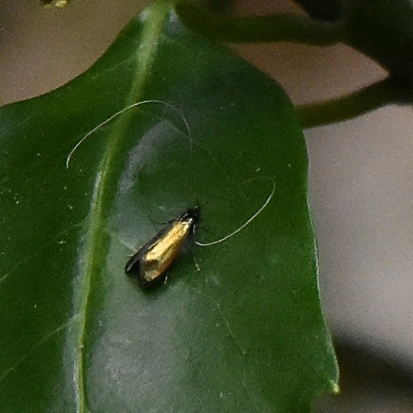 金色に光り輝くミドリヒゲナガ ヒゲナガガ科 ゆめこが虫を撮る
