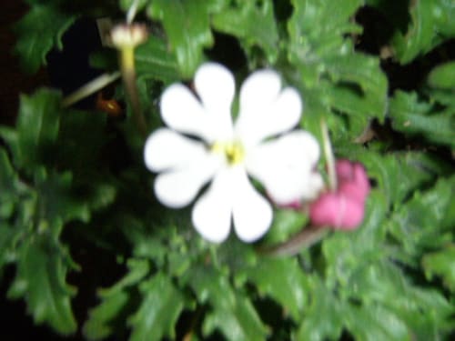 夜に咲く ザルジアンスキア ムーンライトフレグランスの花 モノトーンでのときめき