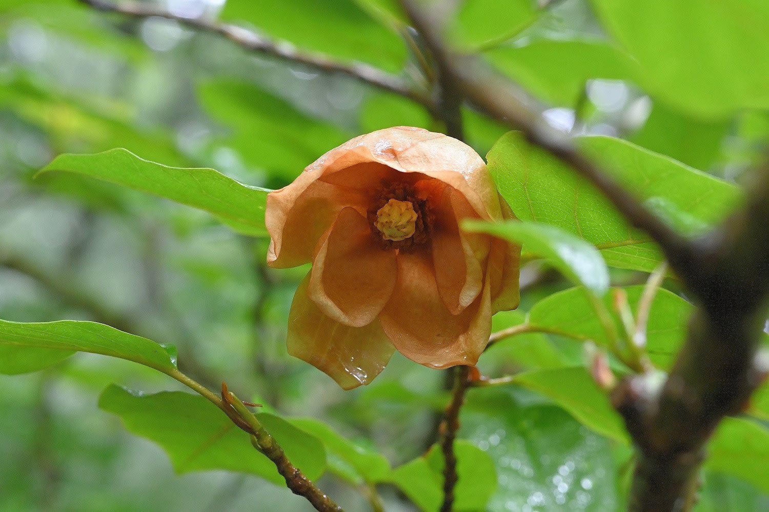 猟師山のオオヤマレンゲ 森の貴婦人は たそがれても美魔女 でした 延岡の山歩人ｋ
