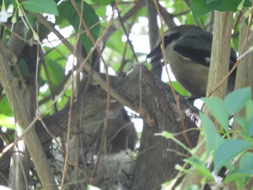 モズ（百舌、百舌鳥）が営巣