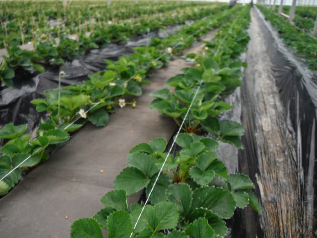 イチゴの玉だし 11 25 26 まーくんの小部屋 新館