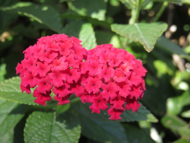 ランタナ