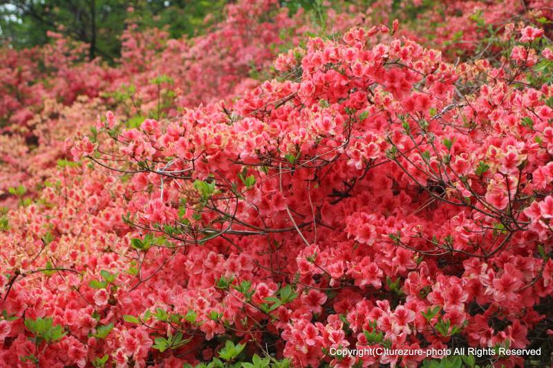 ヤマツツジとトウゴクミツバツツジ 徒然なる写真日記
