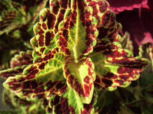 コリウス（Coleus）