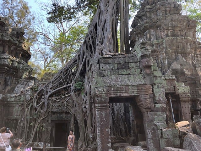 巨木と石のアート アンコール ワット カンボジア チェムリアップ 豊かさを求める 会長日誌