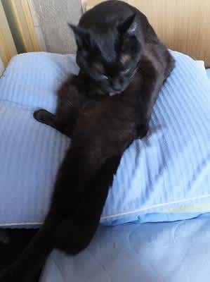 きれい好き ブーヤンと猫の王国