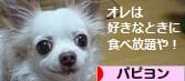 にほんブログ村 犬ブログ パピヨンへ