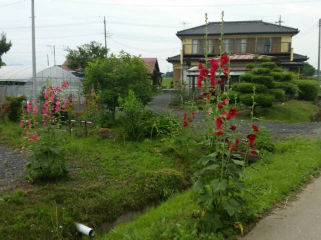 梅雨明けの合図 変クラ日誌 今日まで そして明日から