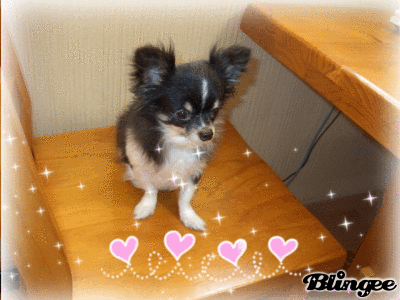 我が家の愛犬イチ日記 チワワ