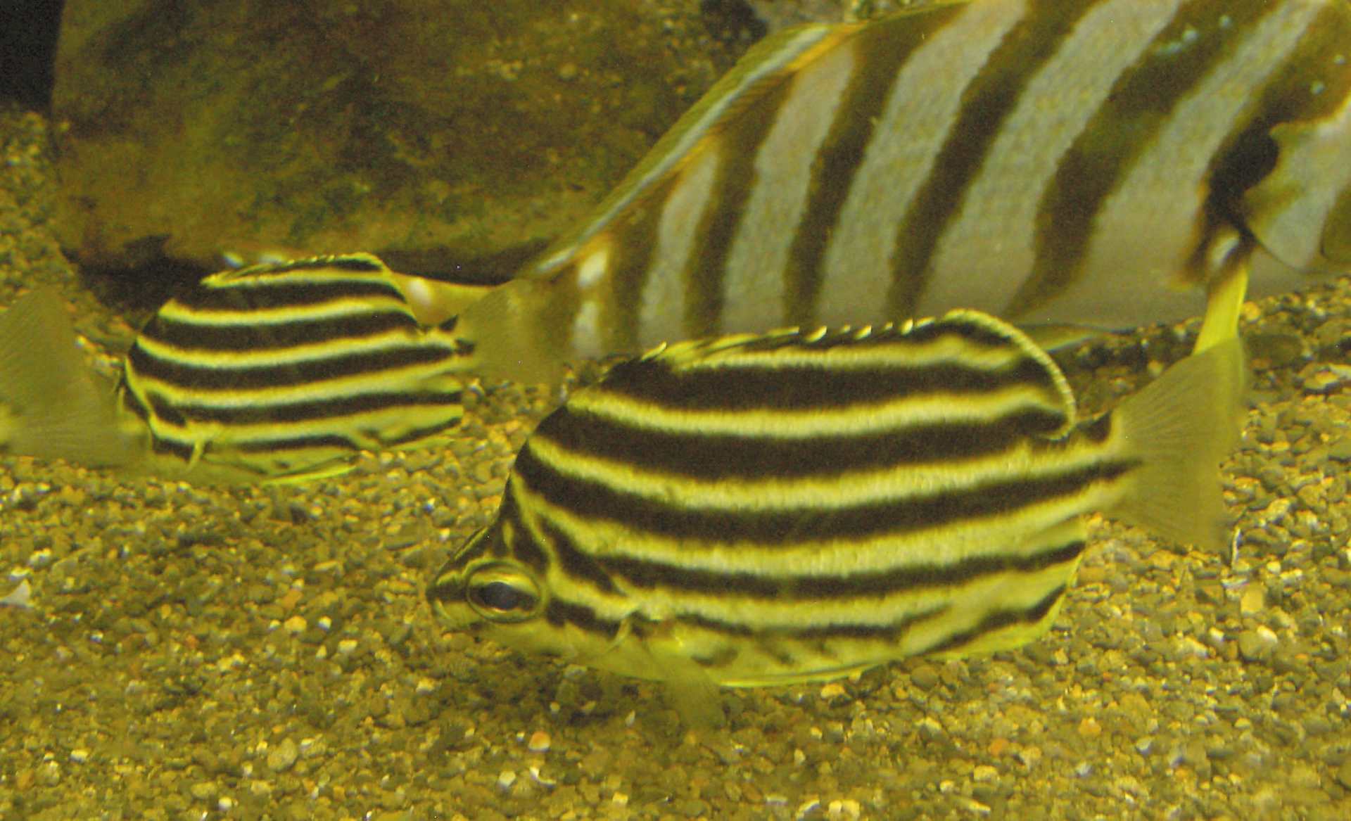 幻の巨大魚、四万十川のアカメ。 その四。四万十川の淡水魚たち