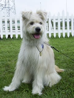 やめぴ ぐるみ wanko ami