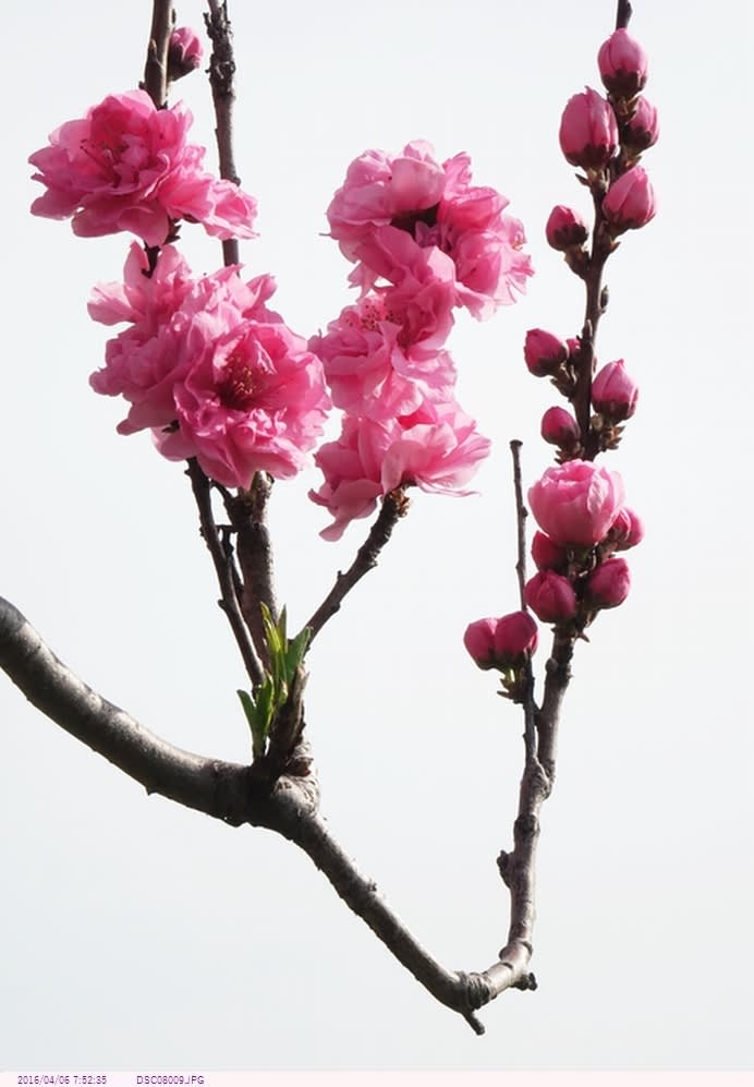 ハナモモ 〈花桃〉 〈ピンク色の花〉 - 散歩写真