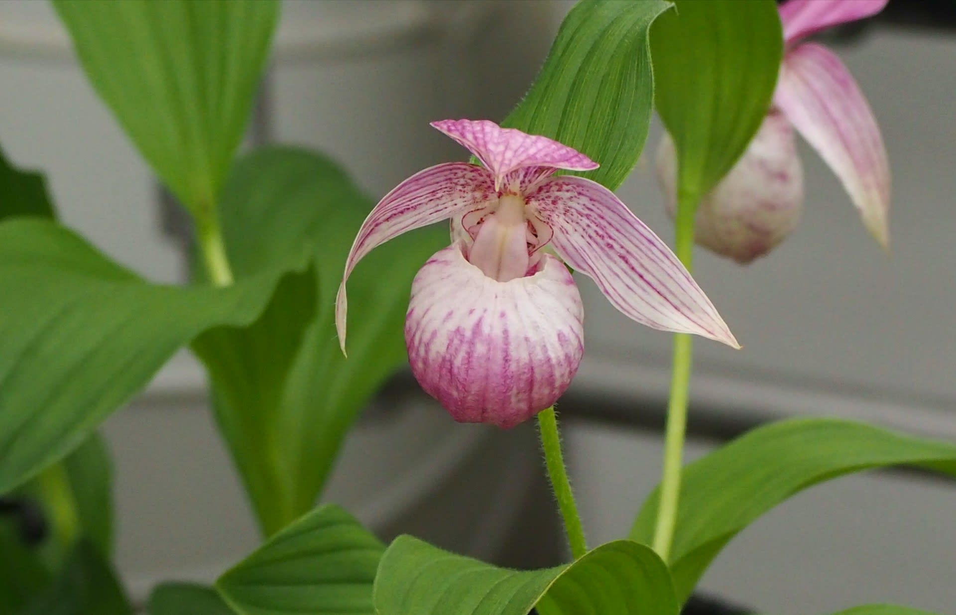 希少植物アツモリソウ 敦盛草 紅花ヤマシャクヤク 白花 京都で定年後生活