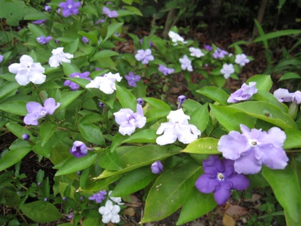 ニオイバンマツリ 匂蕃茉莉 ジャスミンに似た芳香 花色が紫から白に変化 く にゃん雑記帳