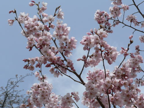 松本城の桜　2007/4/2