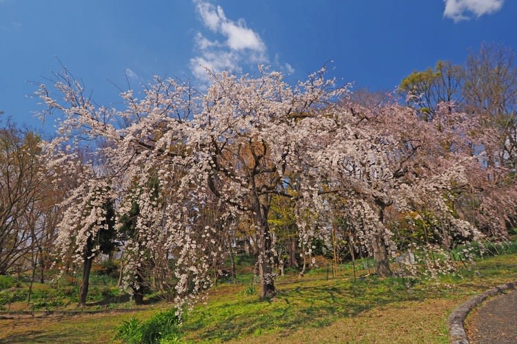 服部緑地都市緑化植物園の枝垂れ桜 山野はなめぐり２