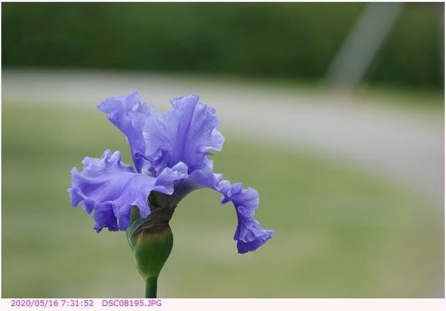 ジャーマンアイリス 青色の花 都内散歩 散歩と写真
