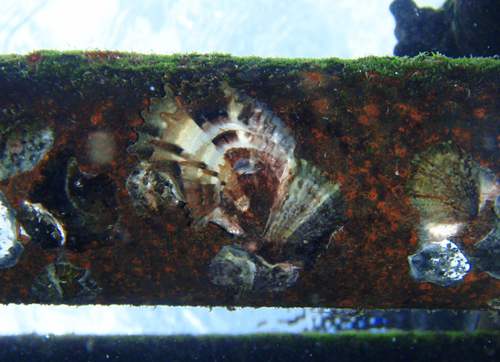 磯の貝達 マガキの巻 グローバルネイチャークラブのガイド日記