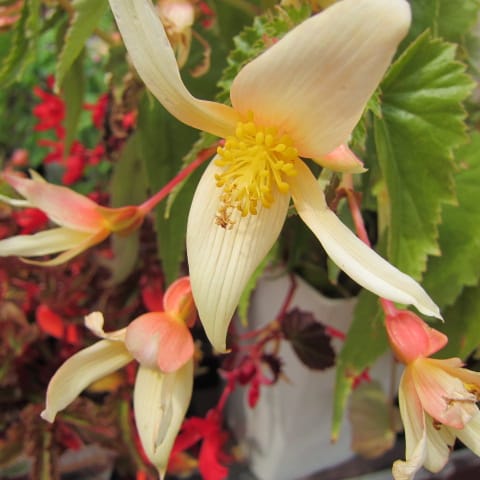 ホームセンターに出かけた時の花売り場の様子です お花が好き ぼおっと眺める草木との時間を記録して