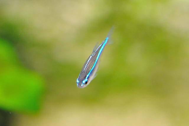 グリーンネオンテトラの特長を発見 熱帯魚と写真のblog