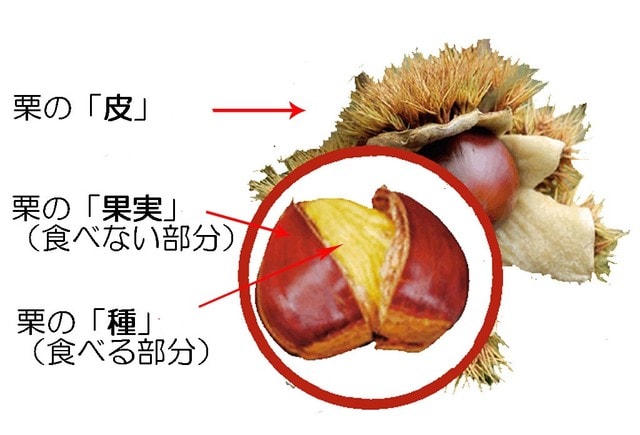 栗は果物 野菜 食べているのは果実じゃない について考える 団塊オヤジの短編小説goo 栗は果物 野菜 食べているのは果実じゃない について考える 団塊オヤジの短編小説goo