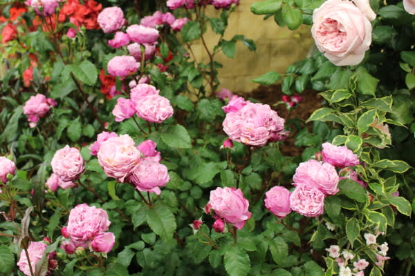 国際バラとガーデニングショウ16 5 14新品種 薔薇と草花の日記