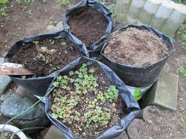 10月21日 ダイコン4種類袋栽培 播種しました ビギナーの家庭菜園