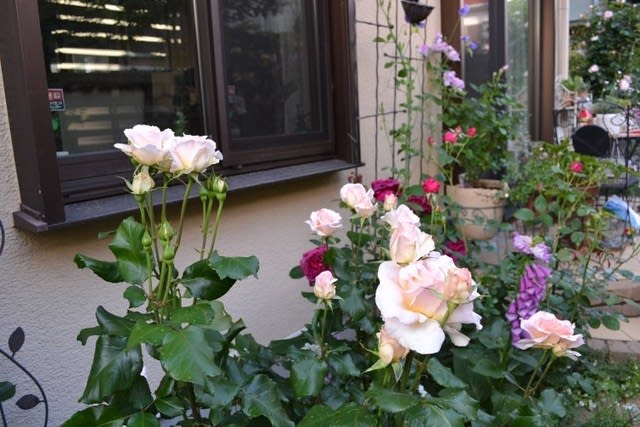 バラの窓下花壇が良いな ヨハン シュトラウス ウィリアム シェイクスピア00など Haruの庭の花日記 Haru S Garden Diary
